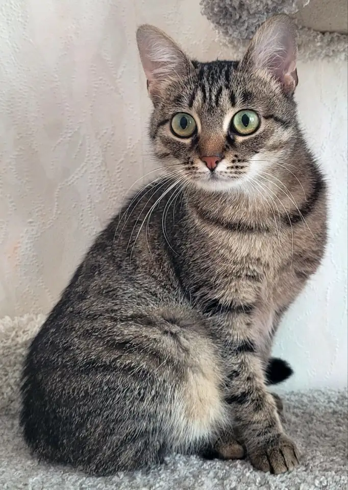 Котенок подросток Манюня, фотография 6