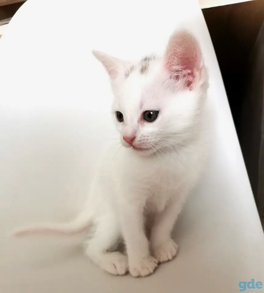 отдам котят, фотография 4