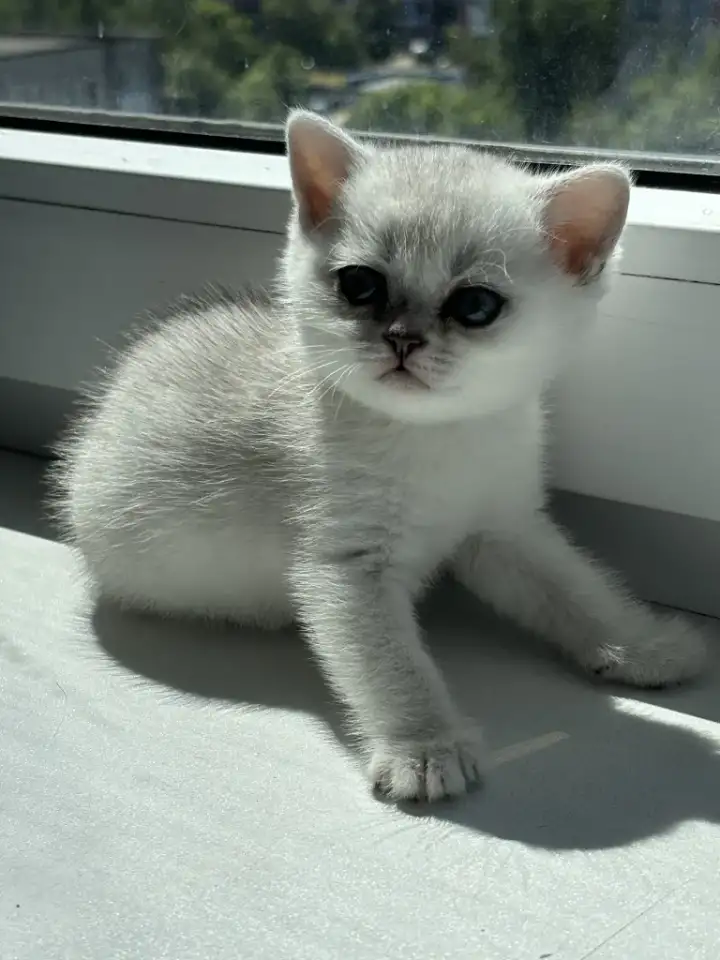 шотландский котенок скотиш -страйт, фотография 1