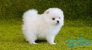 Akc Beautiful Purebred Pomeranian Puppies for sale, фотография 1