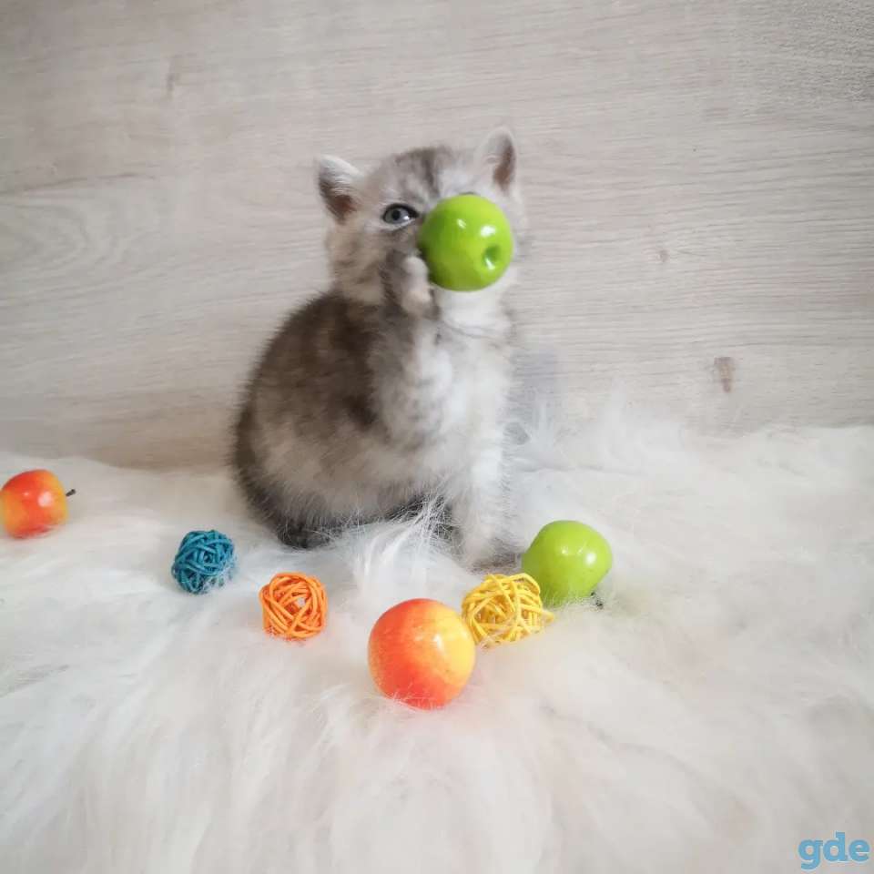 Шотландский мальчик, фотография 3