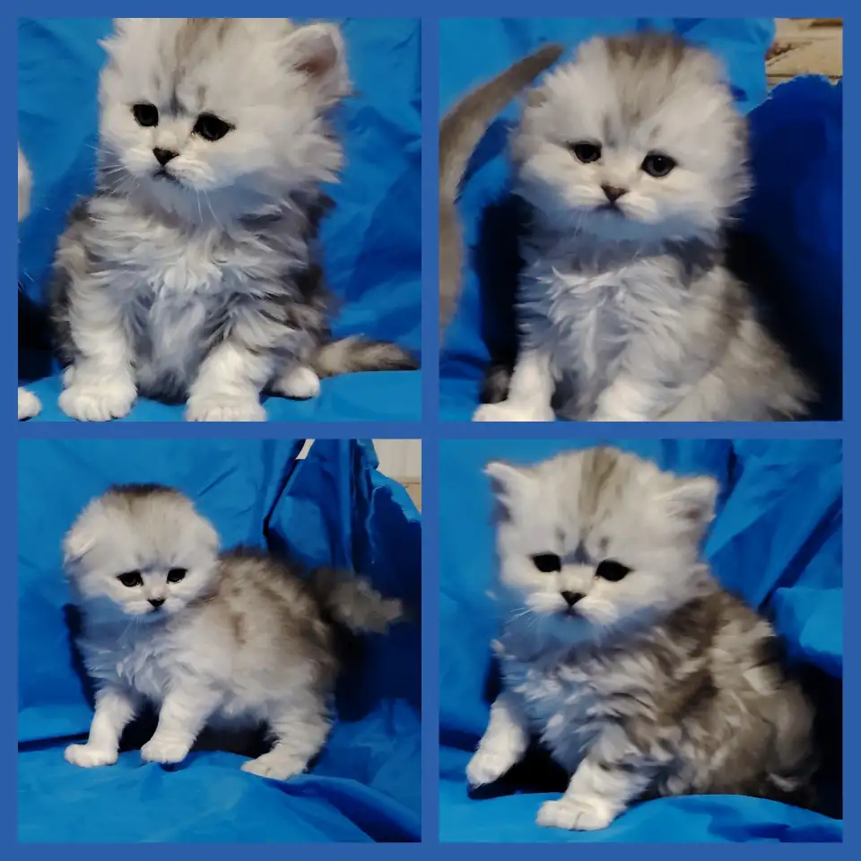 Котята шиншиллята шотландские., фотография 2