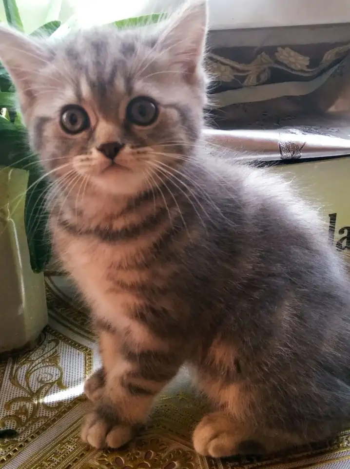 Шотландские котята, фотография 3