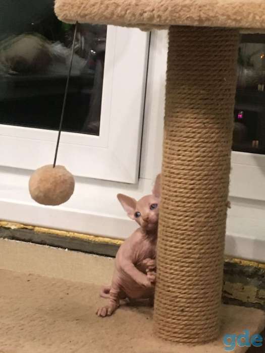 Котята канадского сфинкса, фотография 2