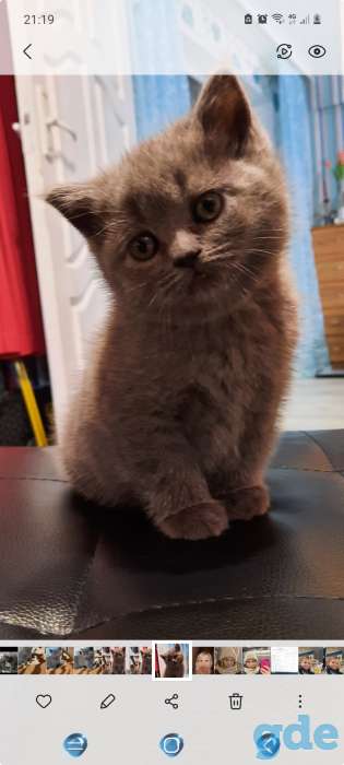 Британские котята, фотография 2