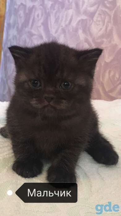 Шотландские Котята, фотография 2