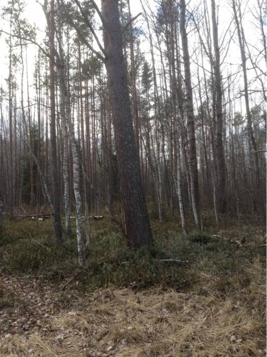 продам лес на корню, фотография 2