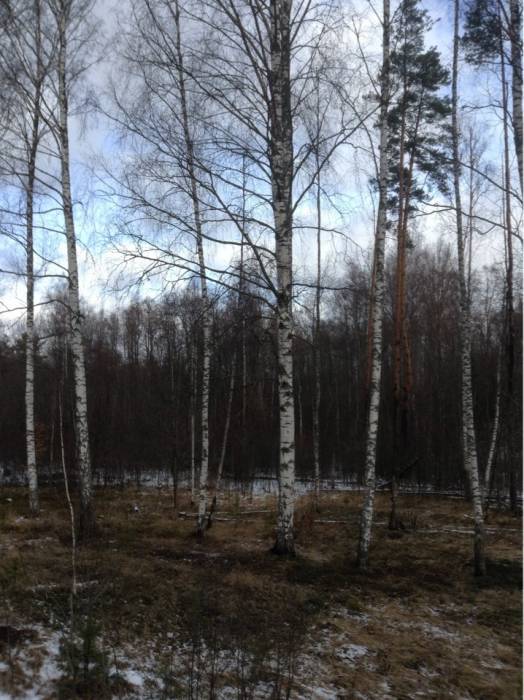 продам лес на корню, фотография 6