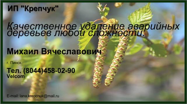 Удаление аварийных деревьев и веток, фотография 2