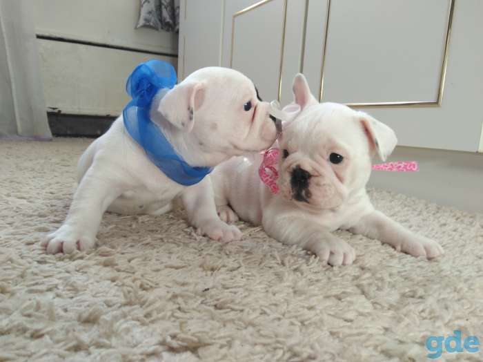 Шикарные Девочка и Мальчик French Bulldogi, фотография 3