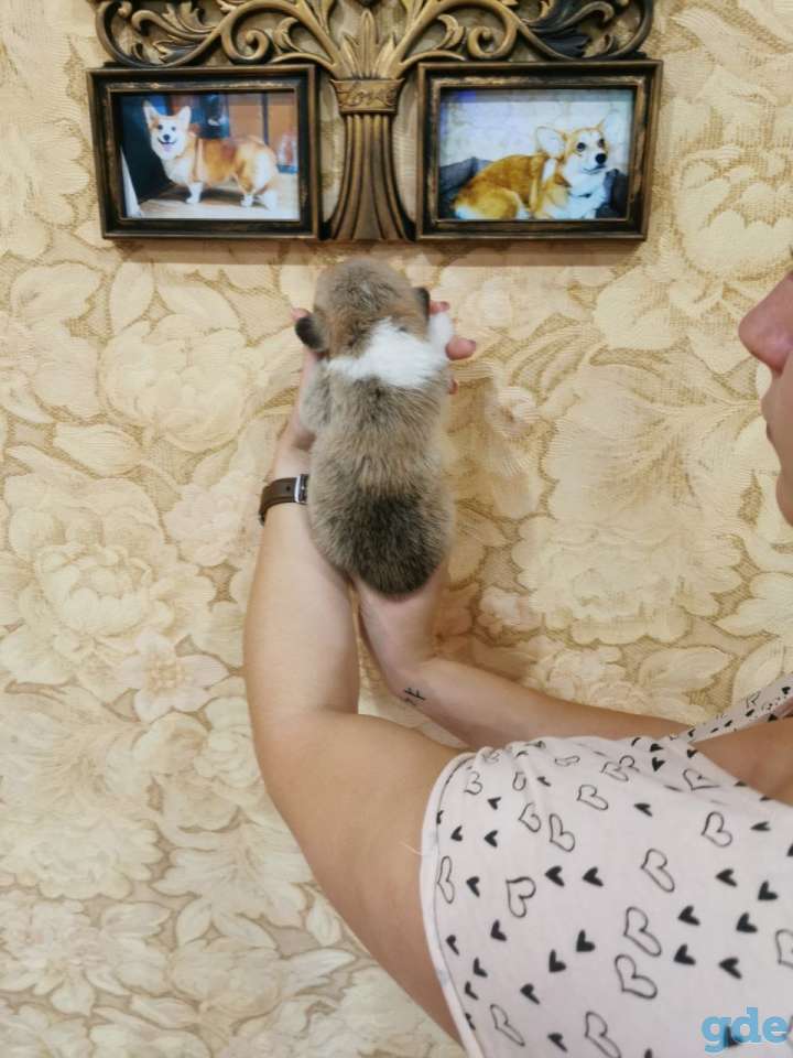Щенки Вельш корги пеброк, фотография 3