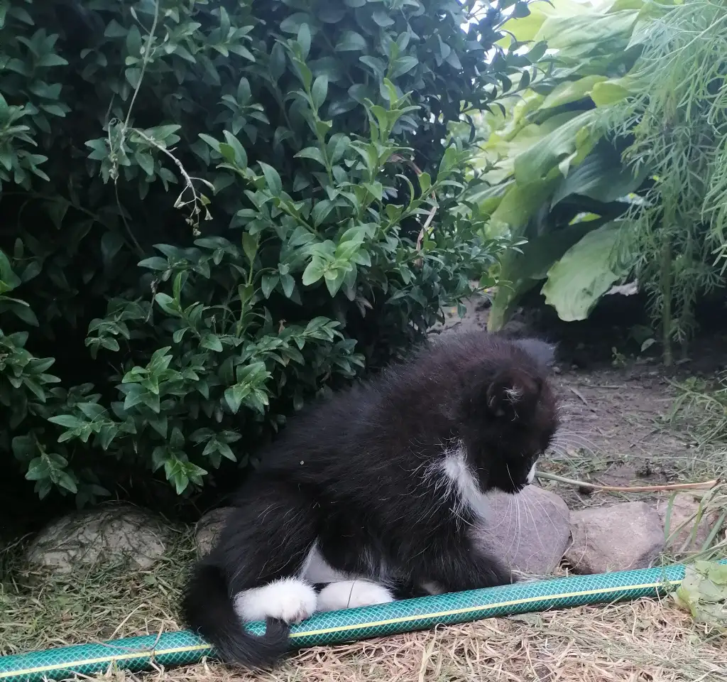 Котята ищут дом, фотография 3