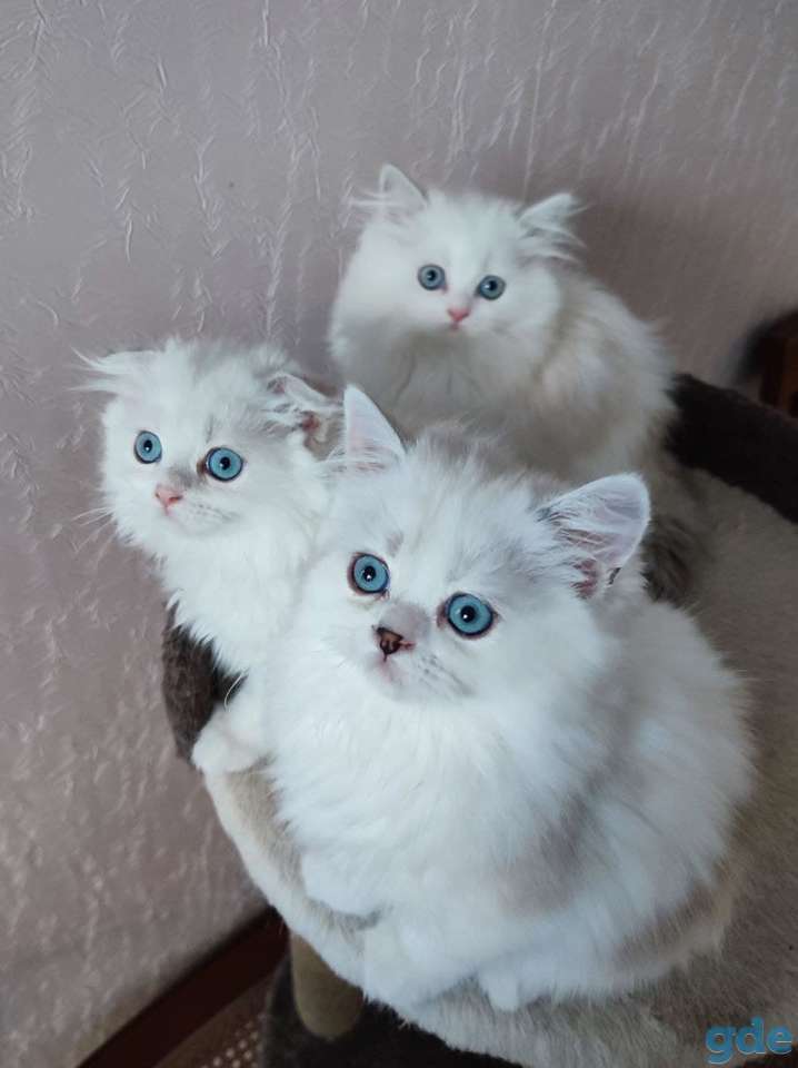 Котята шотландские, фотография 3