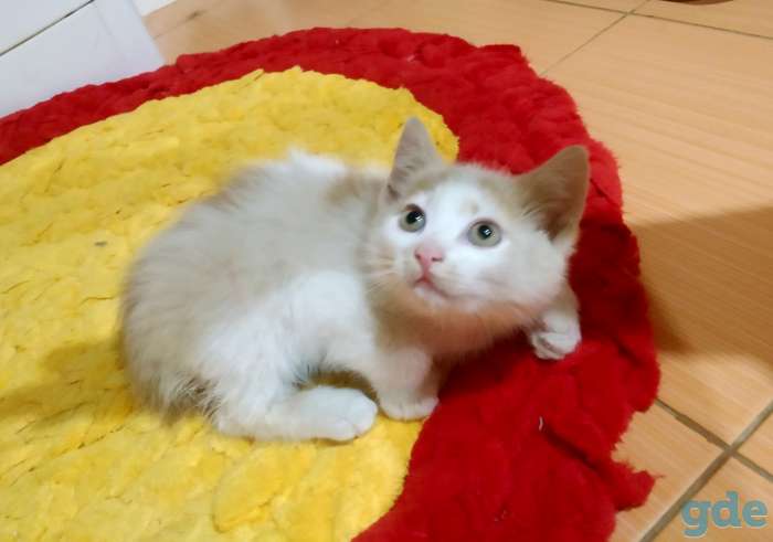 Котята, фотография 5