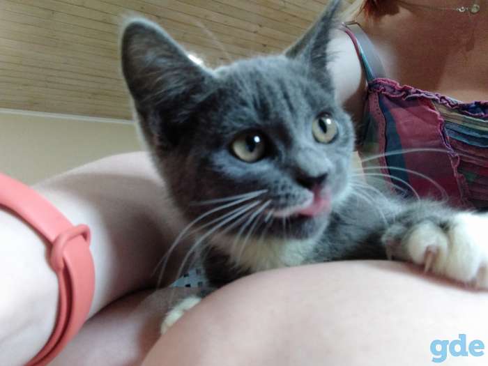 Милые котята, фотография 3