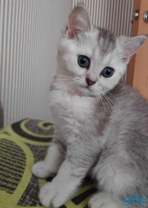 Продаются шотландские котята, фотография 4