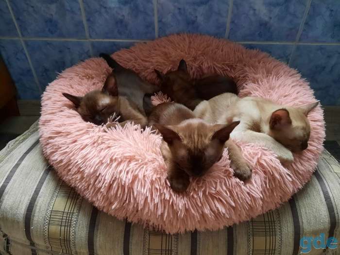 Котята европейской бурмы, фотография 1