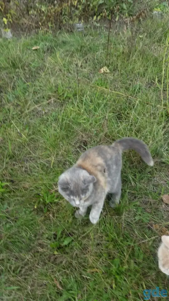 Котята ищут гостеприимный дом, фотография 2
