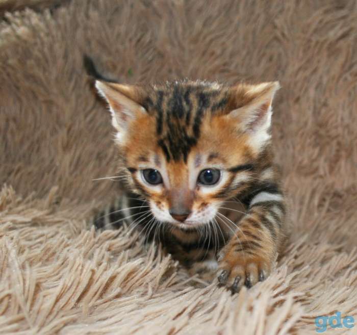 Бенгальская кошечка, фотография 3