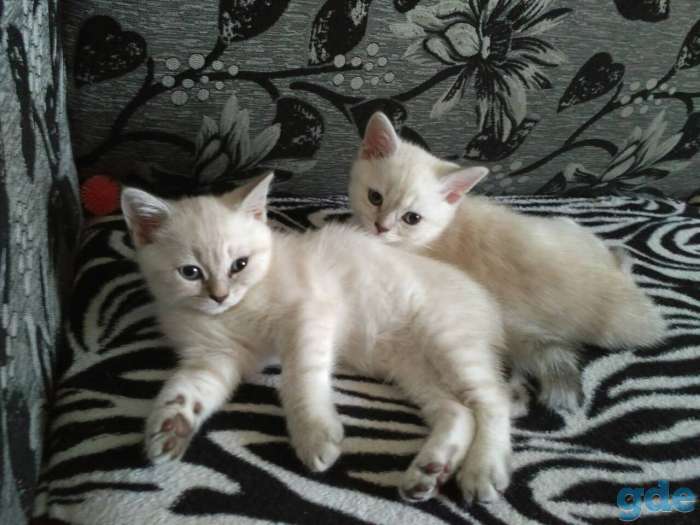 Британские котята редкого окраса, фотография 5