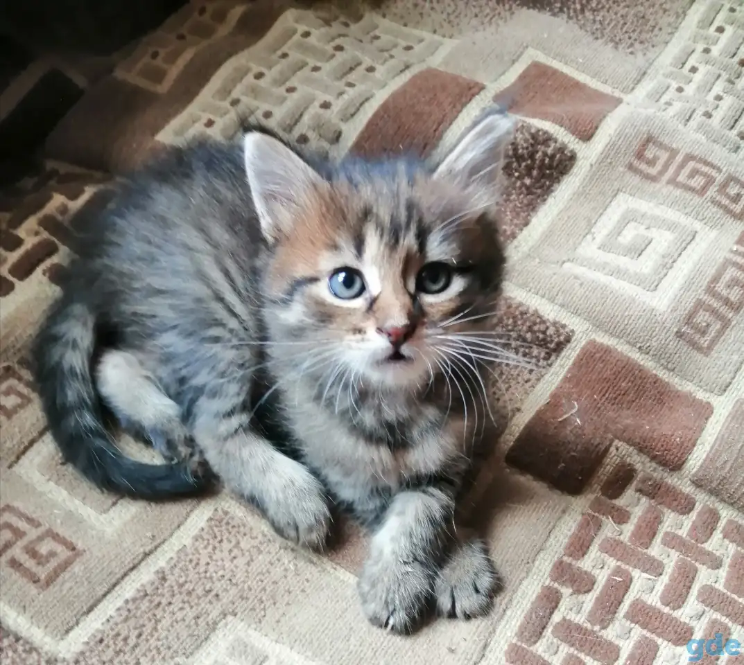 Котята в дар, фотография 2