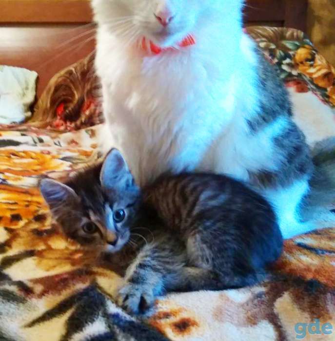 Котёнок Спайк в добрые руки, фотография 5