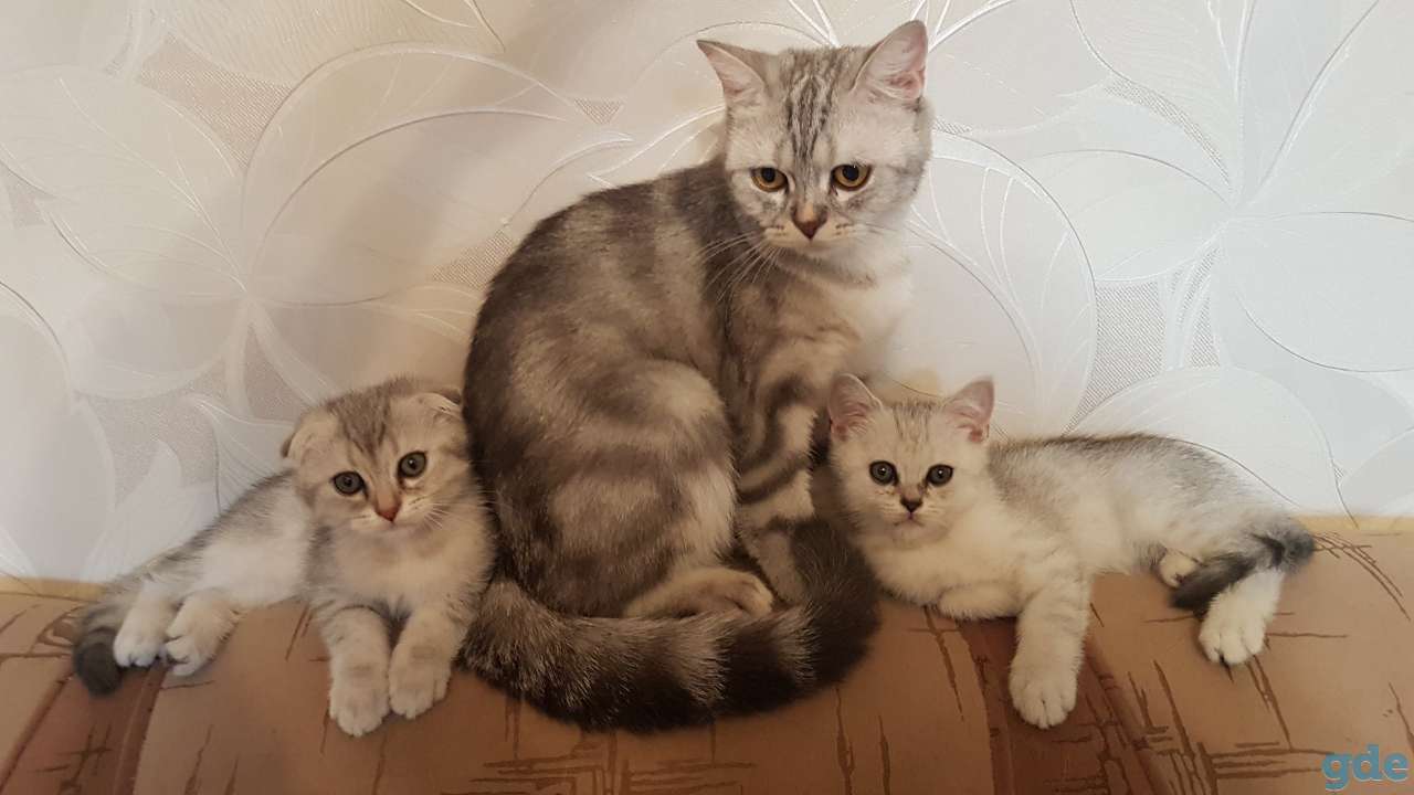 Продаются милые шотландские котята, фотография 1