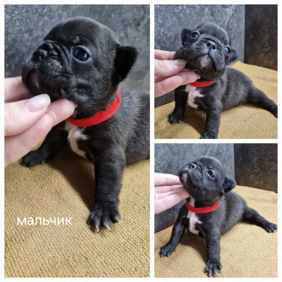 Щенки французского бульдога, фотография 6