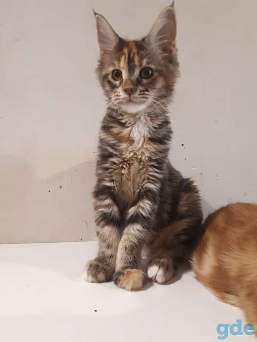 Котята Мейн КУН, фотография 4