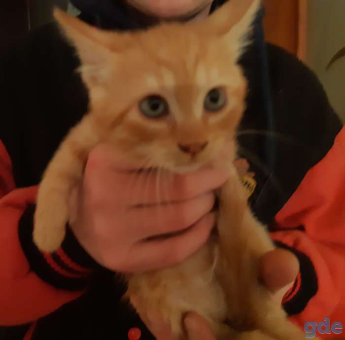 Кошечка в дар, фотография 2