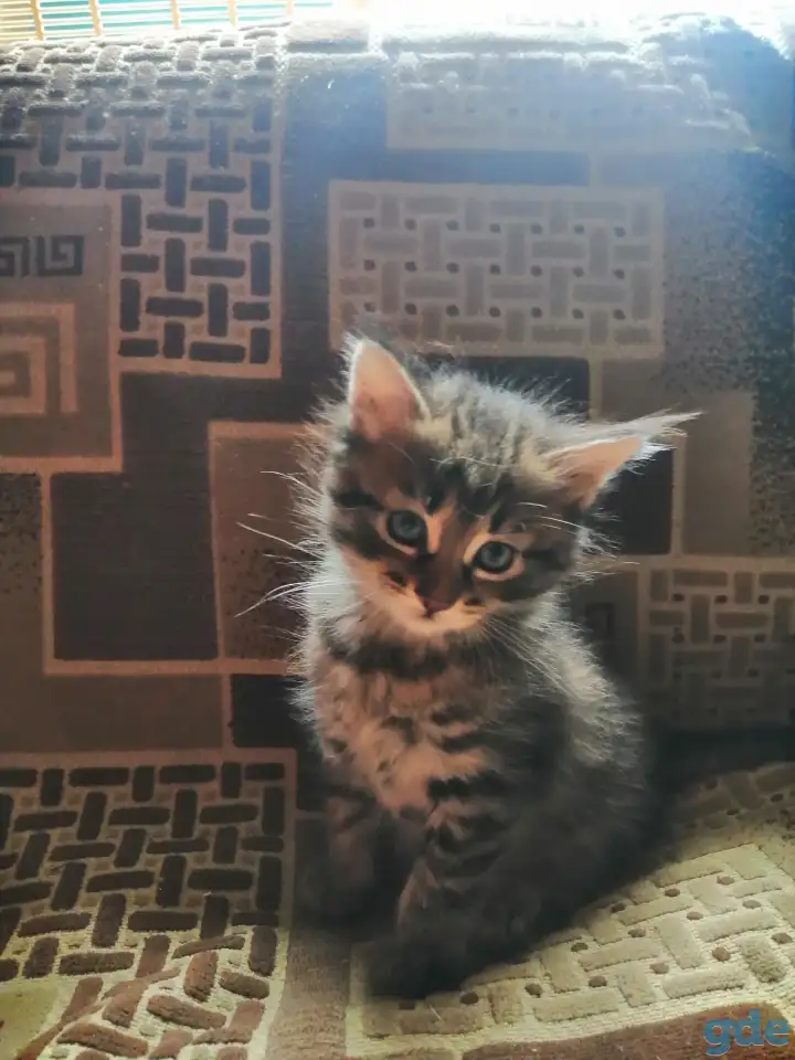 Котята в дар, фотография 4