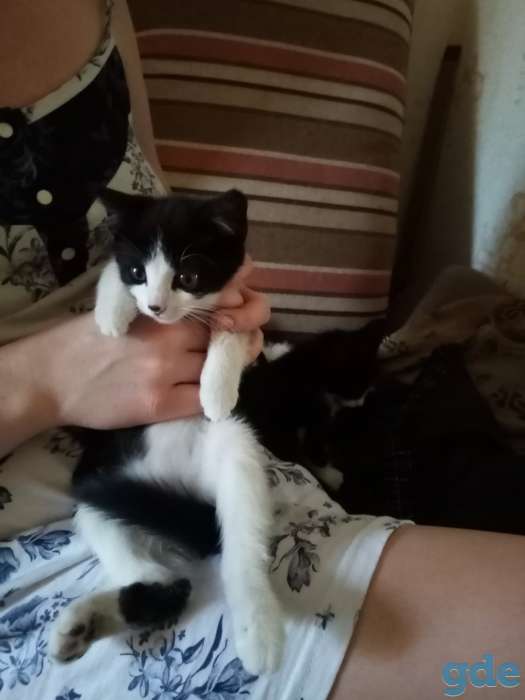 Котята даром, фотография 2