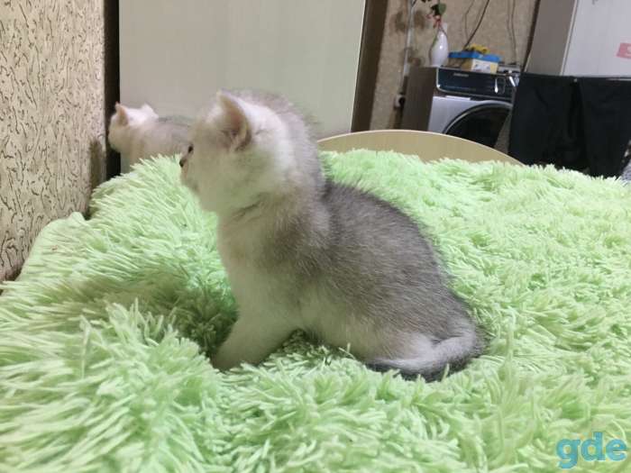 Котята- шотландцы, фотография 2