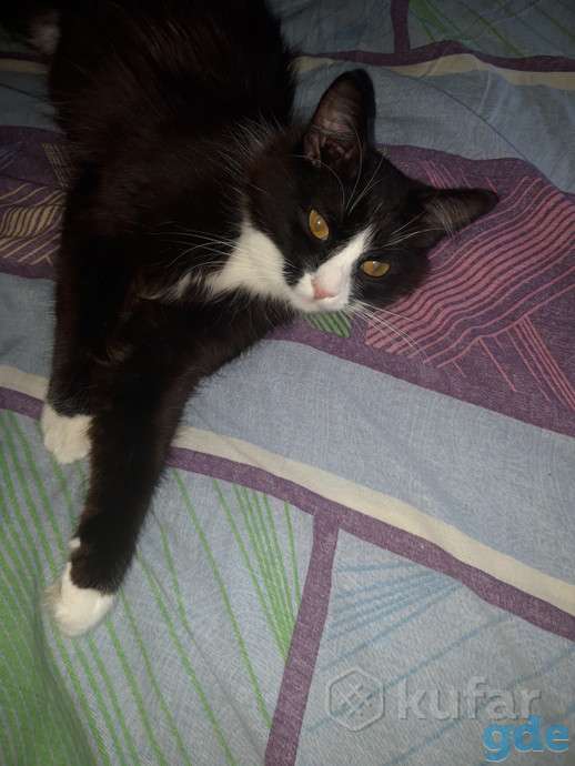 Молодой котик ищет дом, фотография 1