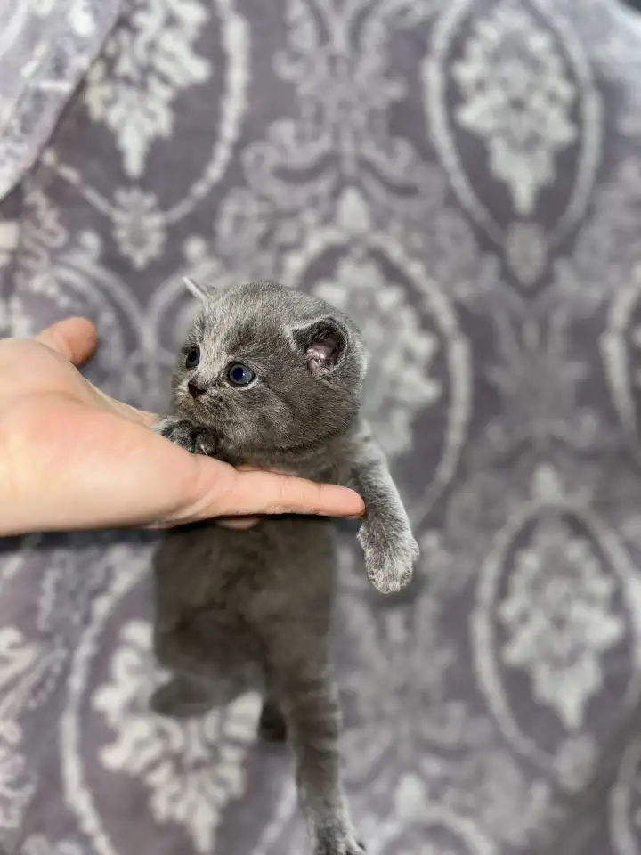 Шотландские котята, фотография 5