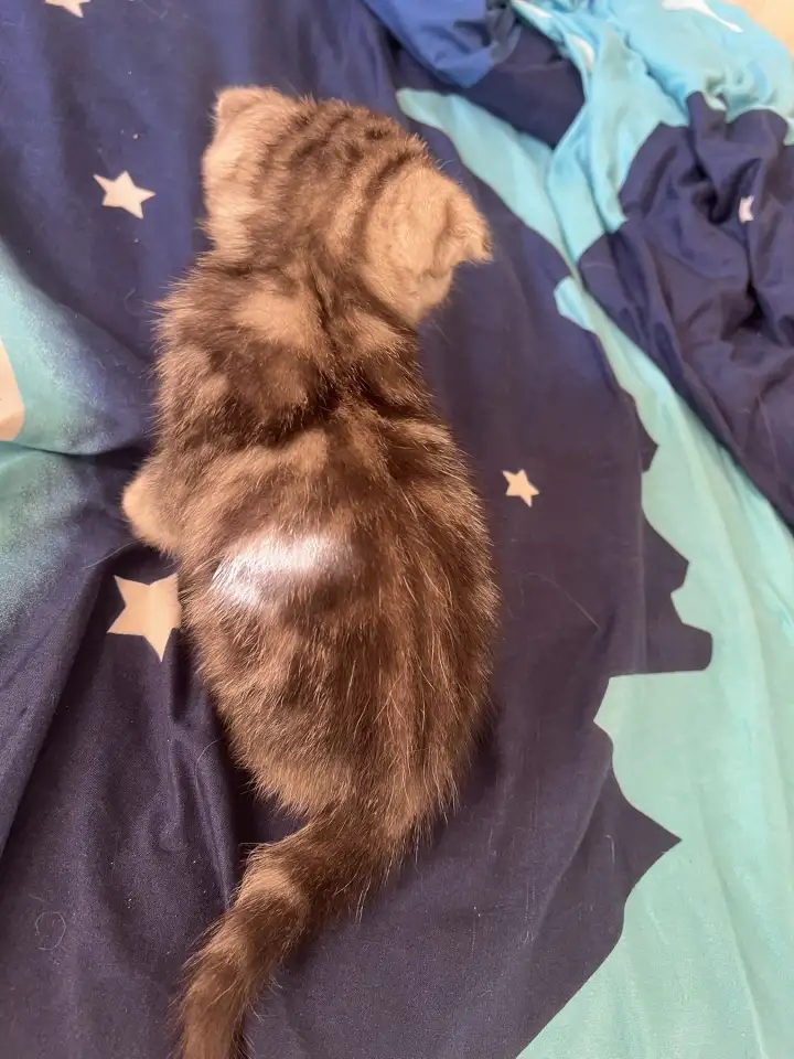 Шотландские котята, фотография 5