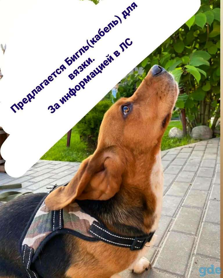 Вязка Бигль, фотография 1