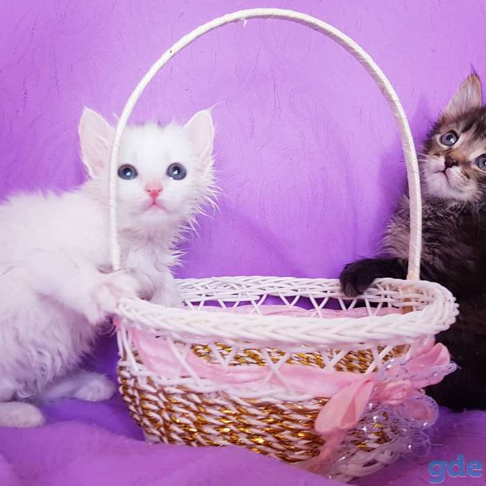 Котята бесплатно., фотография 2