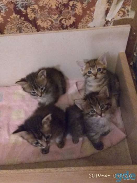 Котята в дар, фотография 2