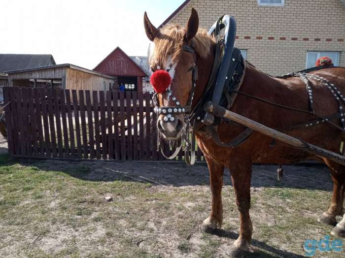 Продам Коня, фотография 5