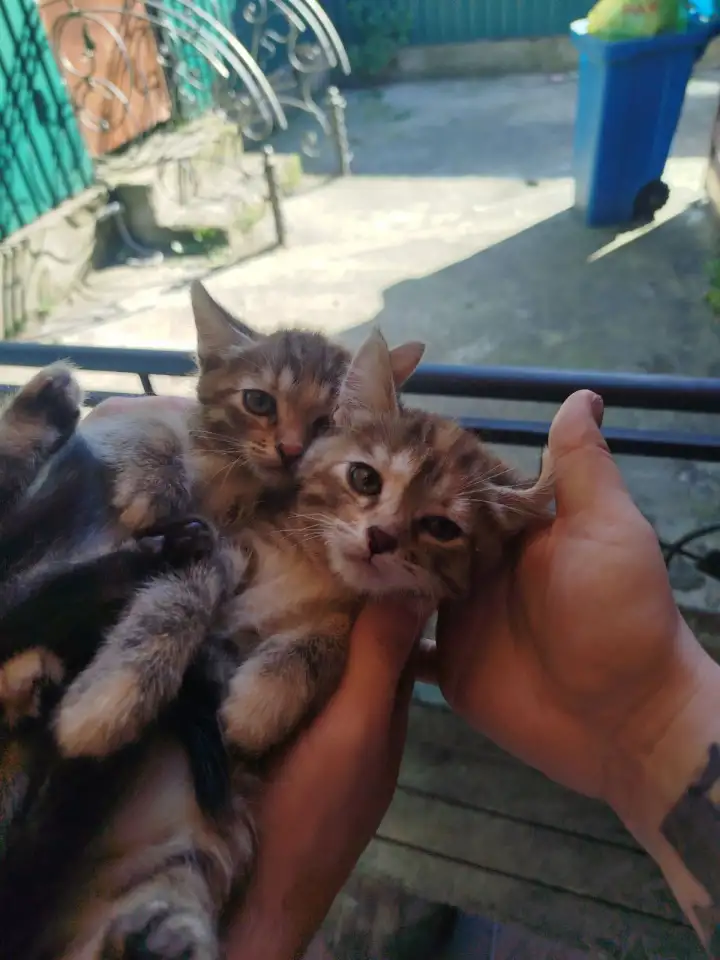 Котята в хорошие руки, фотография 3