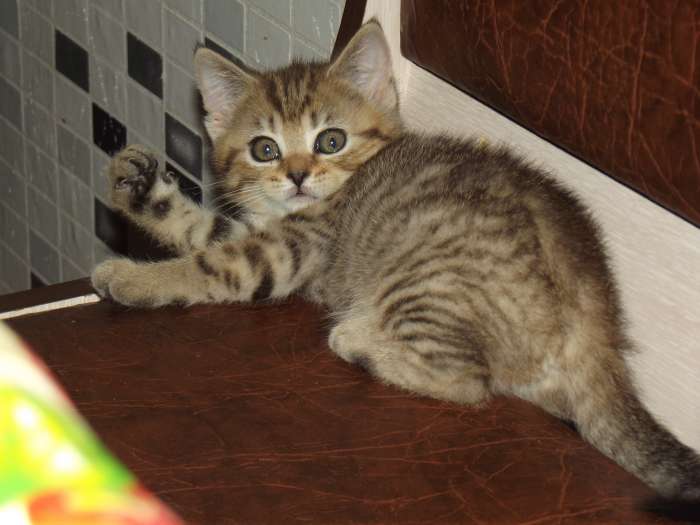 британские котята, фотография 6