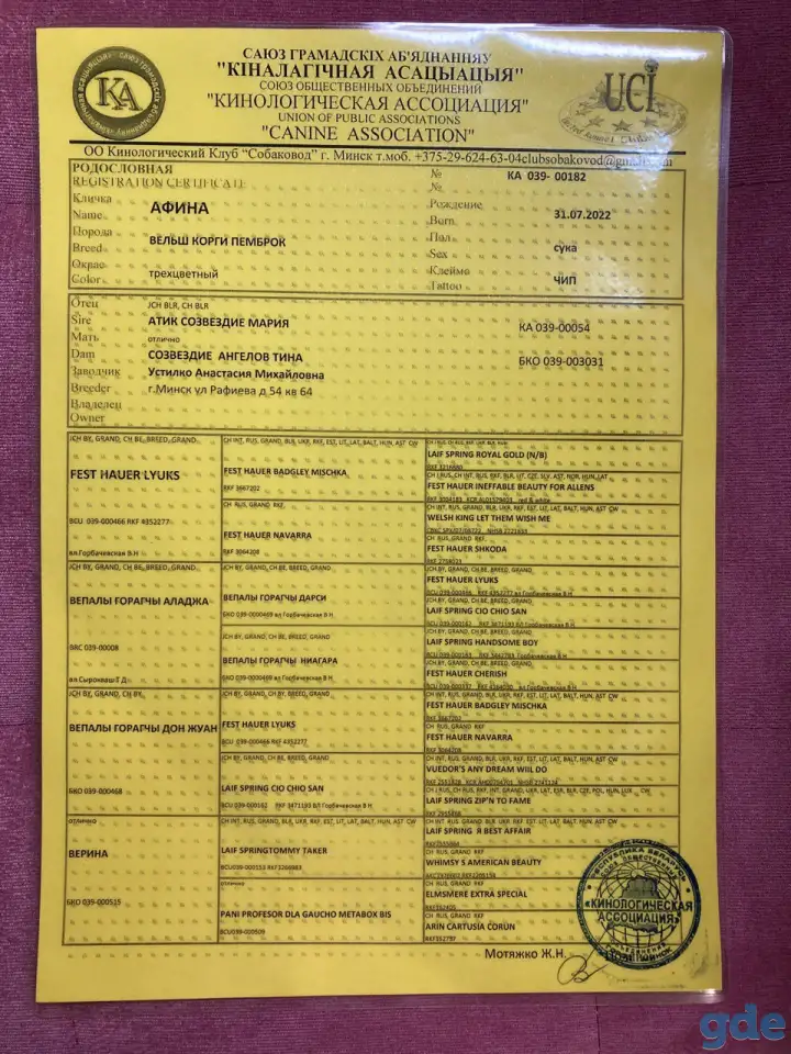 Предлагаю к продаже щенков Вельш Корги Пемброк, фотография 5