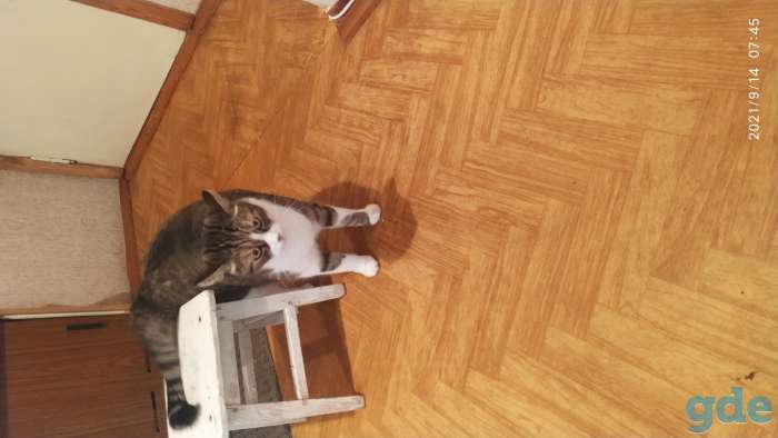 Отдам кота, фотография 4