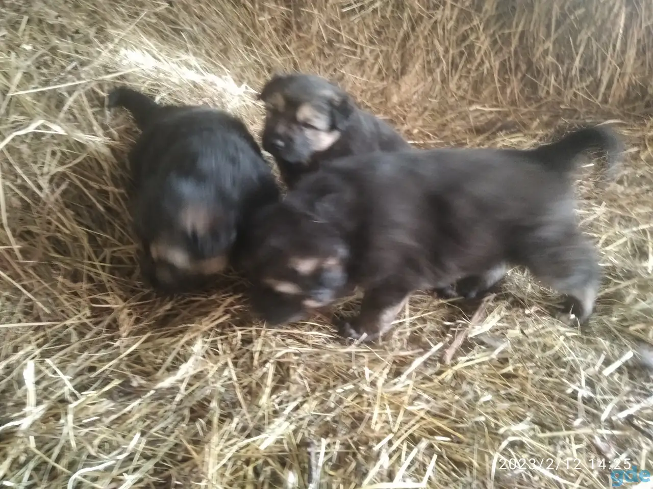 Тибетский мастиф+белая швейцарская овчарка, фотография 3