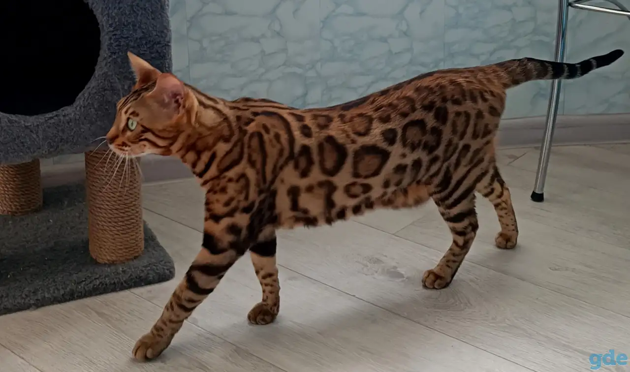 Бенгальские котята, фотография 4