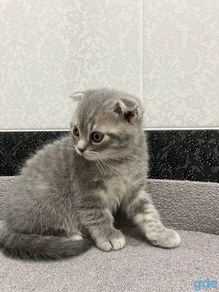 Шотландские котята, фотография 2