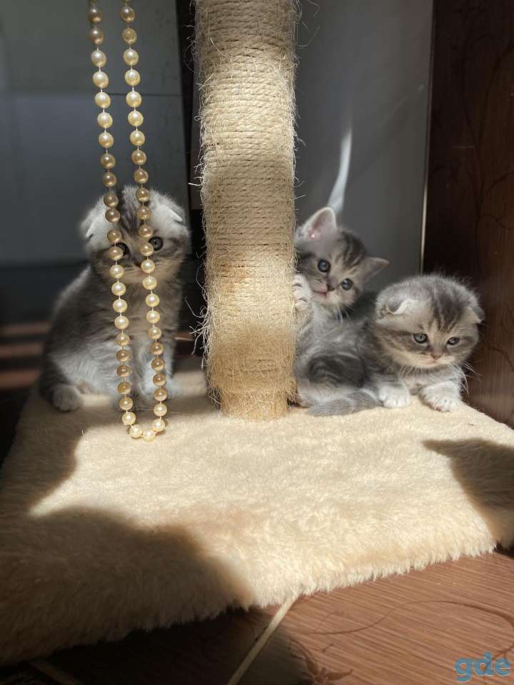 Шотландские котята, фотография 4