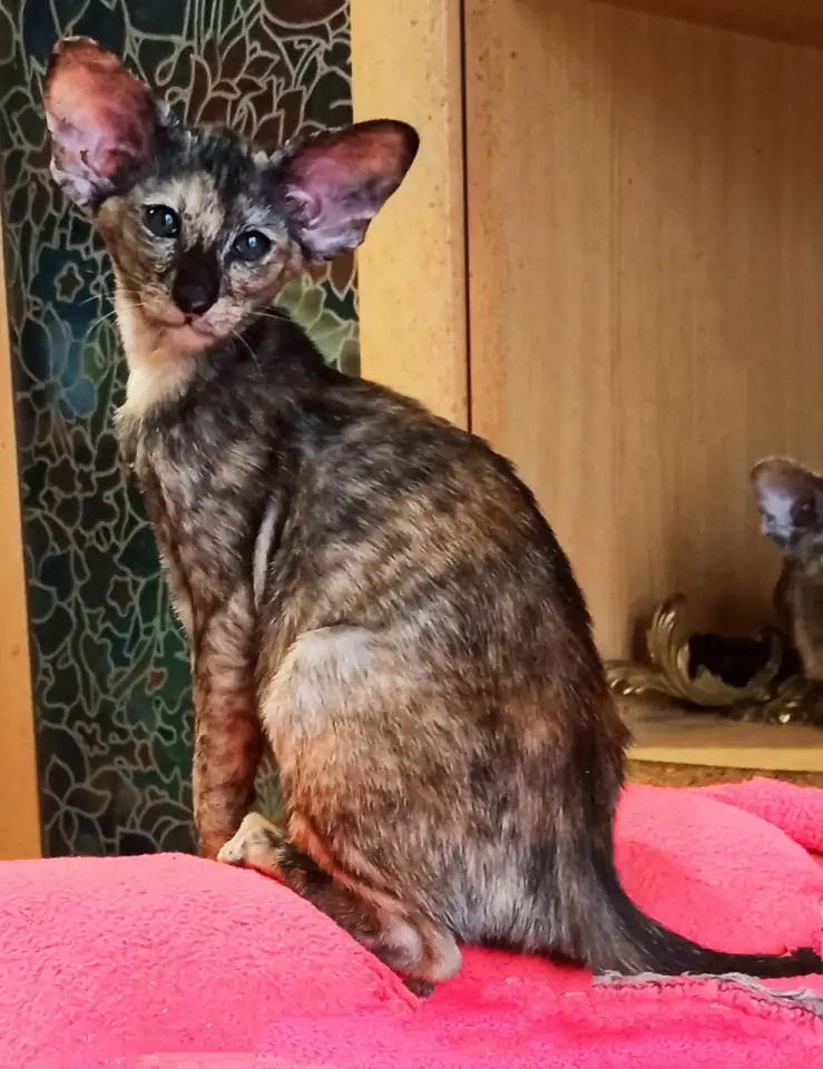 Ориентальные котята, фотография 10