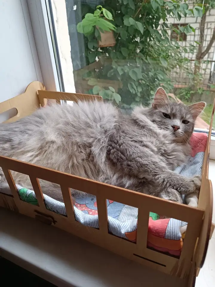 Эффектный котище Серый, кастрирован, фотография 2